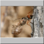 Agenioideus cinctellus - Wegwespe mit Spinne 01h - Sandgrube Niedringhaussee.jpg